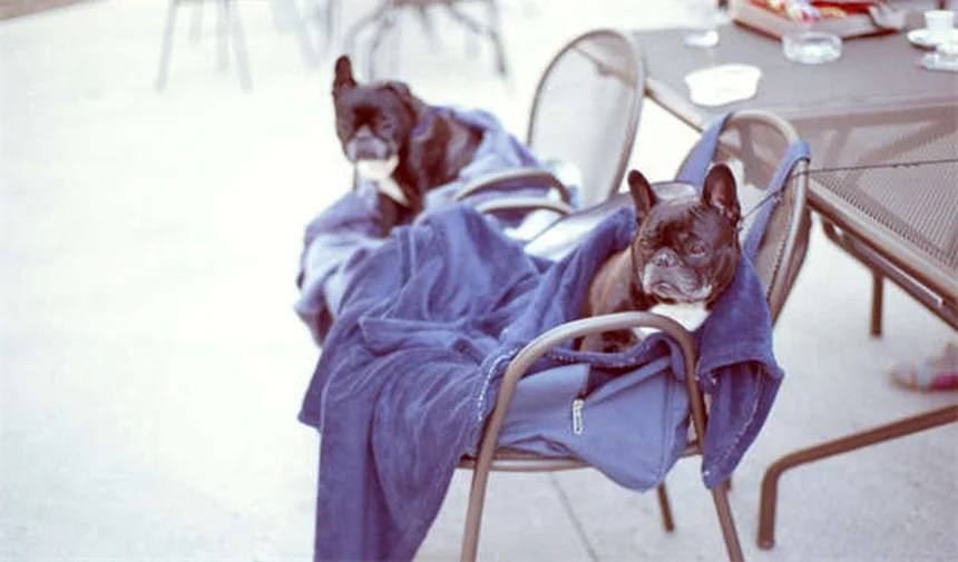 Hundeeuthanasie: Warum Schuldgefühle unbegründet sind