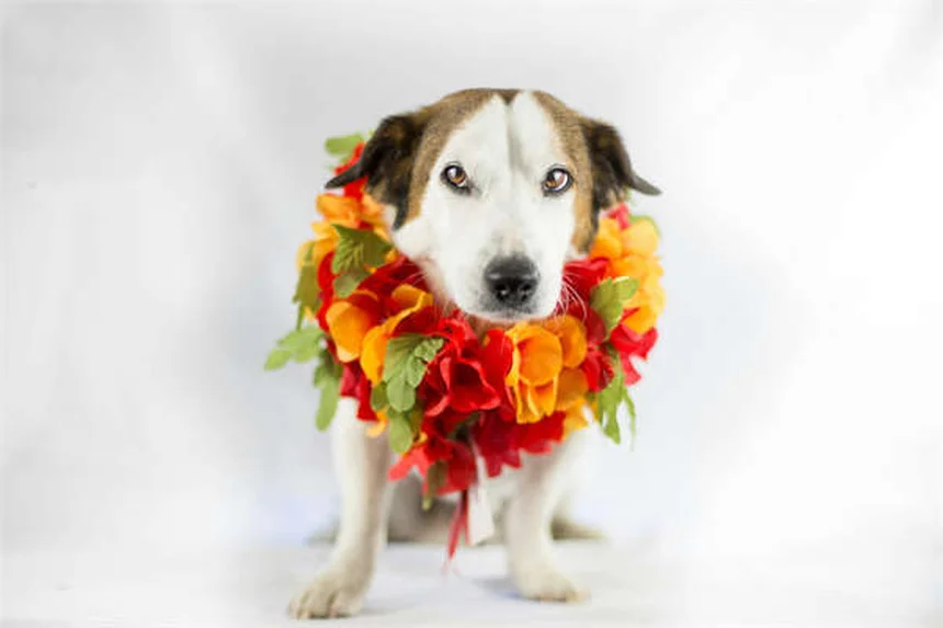 Hundekot analysieren: 6 wichtige Dinge die du kennen musst