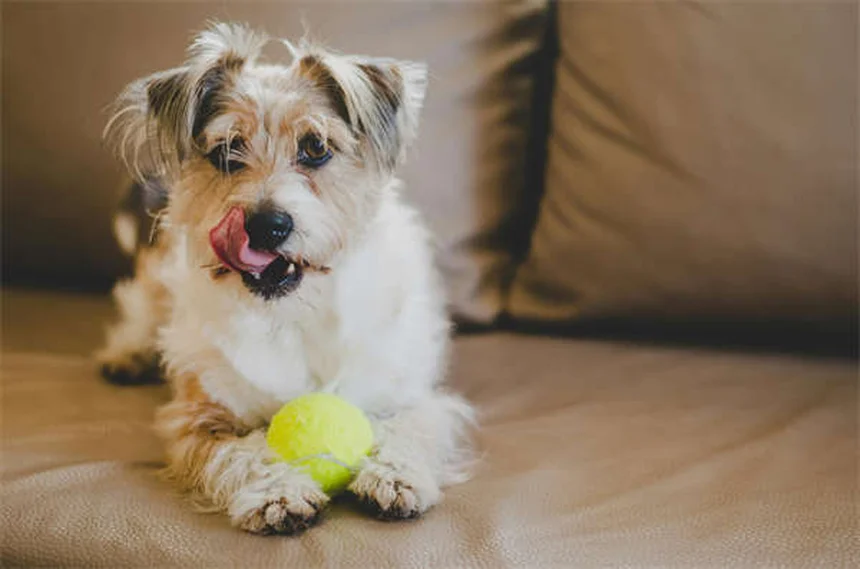Hunde-Trennungsangst beim Schulstart: 5 bewährte Lösungen