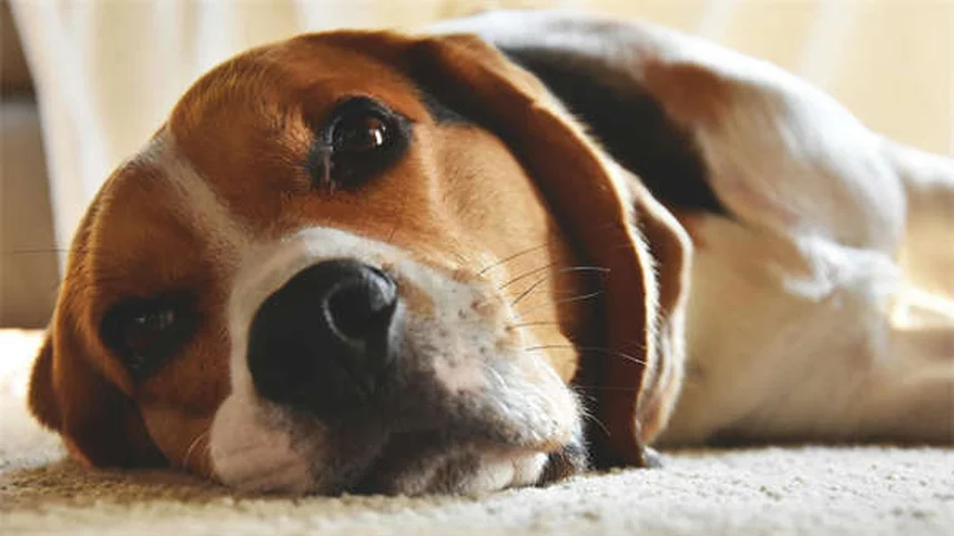 Hunde-Trennungsangst beim Schulstart: 5 bewährte Lösungen