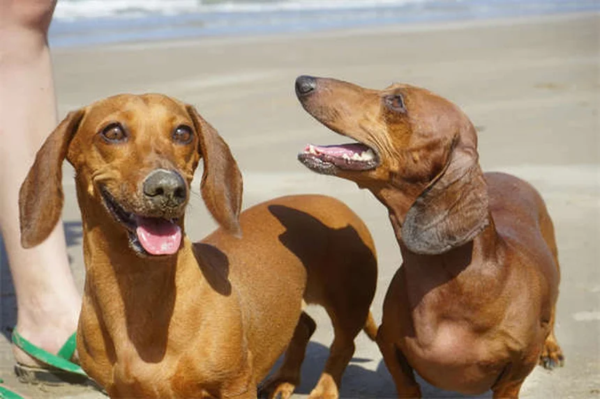 Lorazepam für Hunde: Wichtige Infos zu Dosierung & Nebenwirkungen
