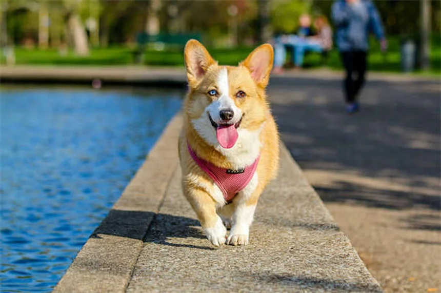 Chronischer Durchfall bei Hunden: Ursachen & Behandlung