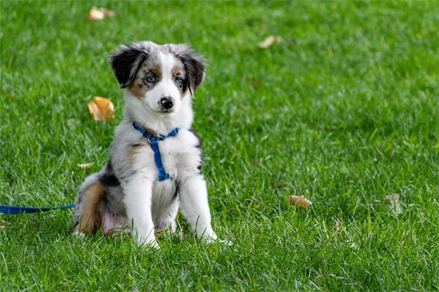 Chronischer Durchfall bei Hunden: Ursachen & Behandlung