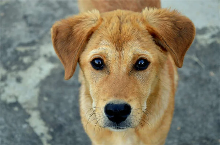 Chronischer Durchfall bei Hunden: Ursachen & Behandlung