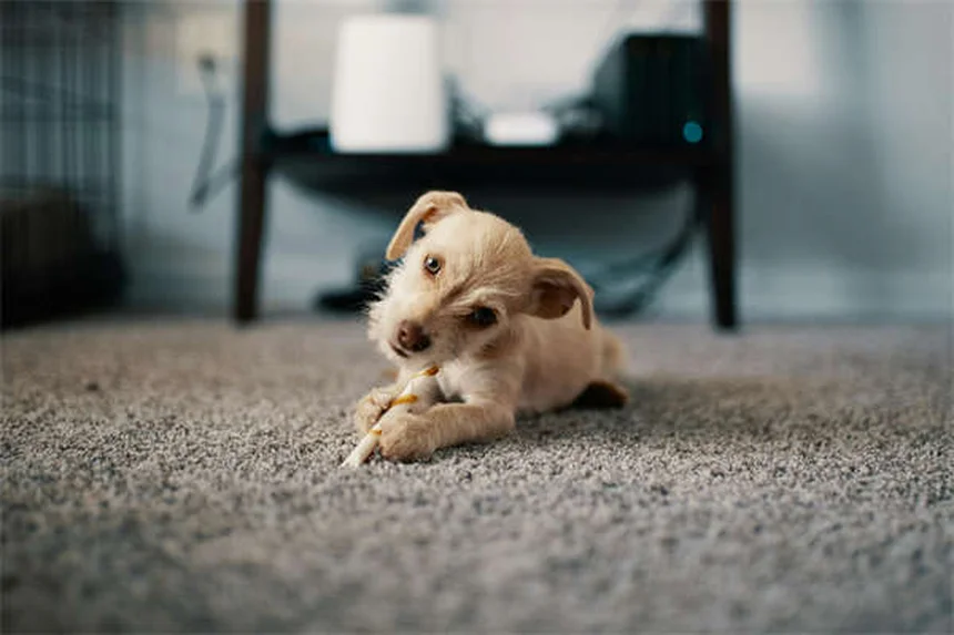 Ältere Hunde richtig pflegen: 5 bewährte Tipps vom Tierarzt