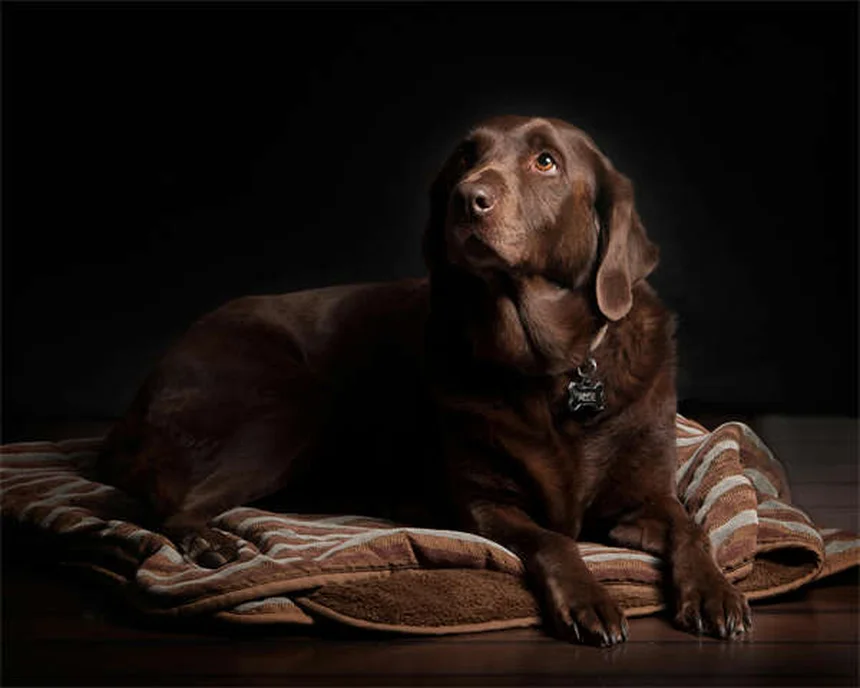 Ältere Hunde richtig pflegen: 5 bewährte Tipps vom Tierarzt