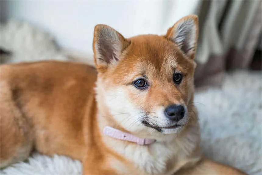 Nierendiät für Hunde: Die besten Futter-Tipps bei Nierenproblemen