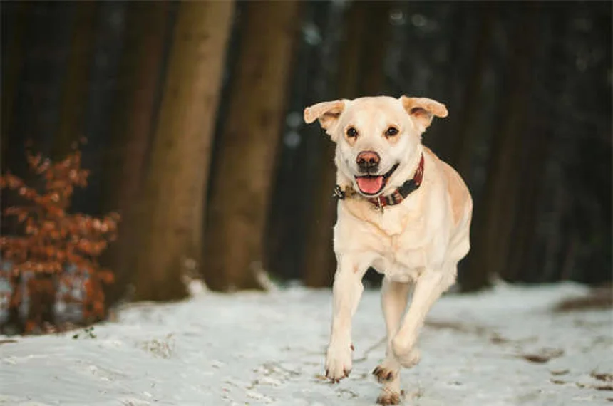 Nierendiät für Hunde: Die besten Futter-Tipps bei Nierenproblemen