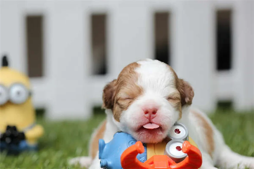 Nierendiät für Hunde: Die besten Futter-Tipps bei Nierenproblemen