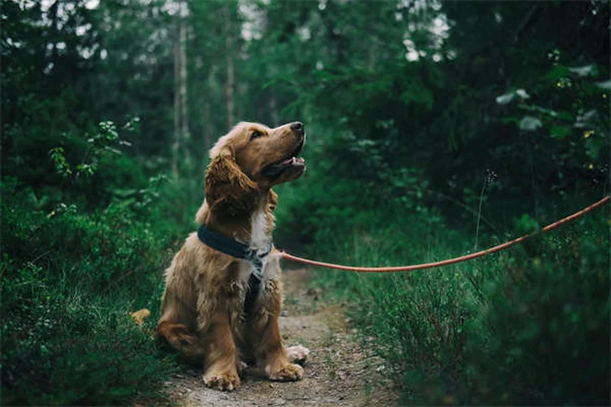 Nierendiät für Hunde: Die besten Futter-Tipps bei Nierenproblemen