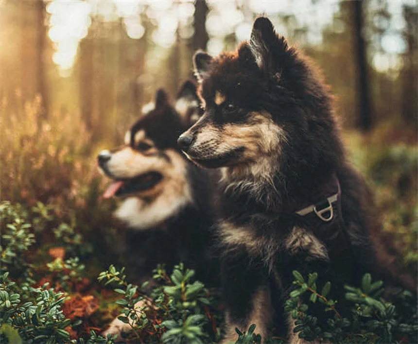Rocky-Mountain-Fleckfieber bei Hunden: Symptome & Behandlung
