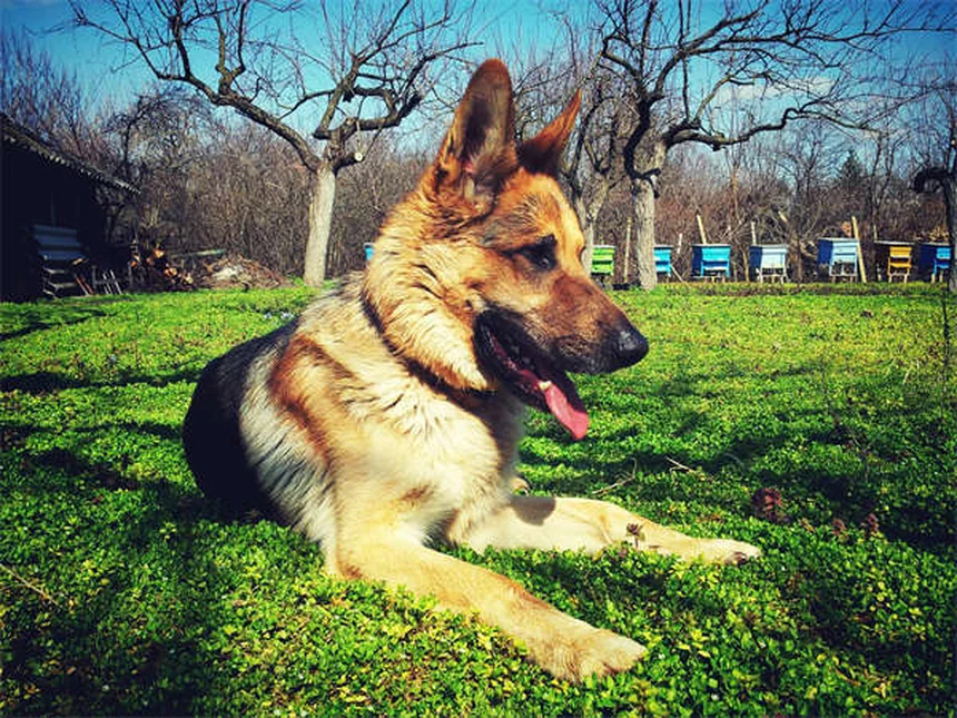 Rocky-Mountain-Fleckfieber bei Hunden: Symptome & Behandlung