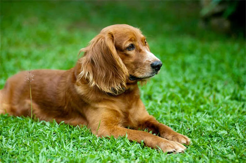Tamsulosin für Hunde & Katzen: Wirkung, Dosierung & Nebenwirkungen
