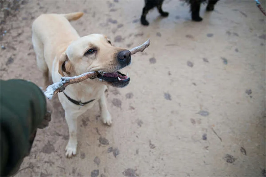 Clavamox® für Hunde: Wirkung, Dosierung & Nebenwirkungen