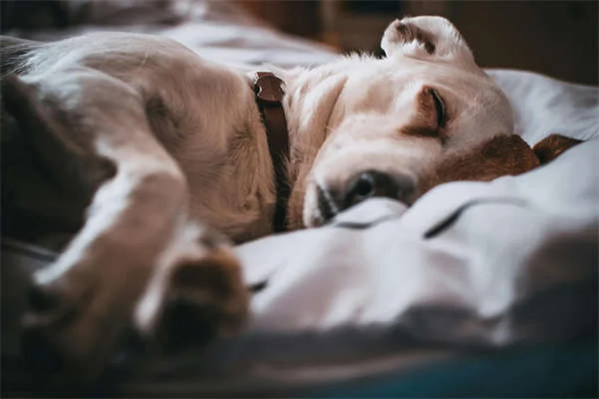 Clavamox® für Hunde: Wirkung, Dosierung & Nebenwirkungen