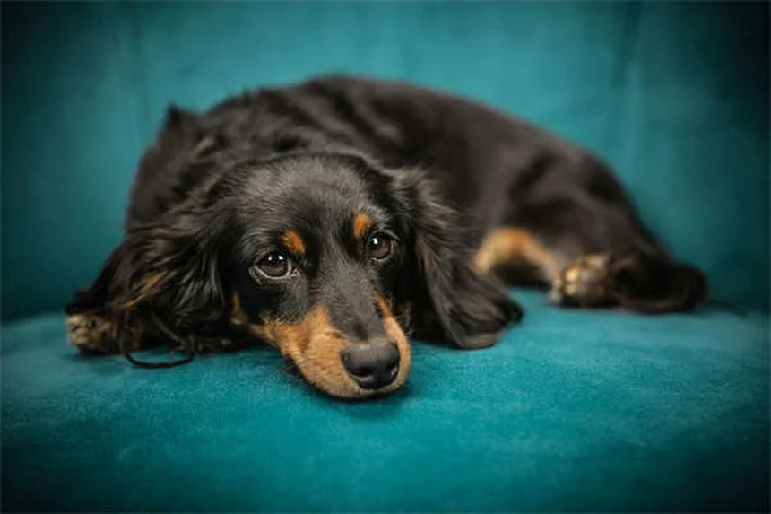 Warum lieben Hunde Quietschspielzeug? 5 spannende Gründe