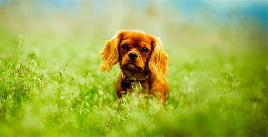Hund leckt Pfoten: 5 Gründe & Soforthilfe-Tipps