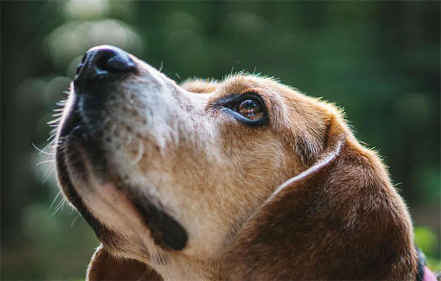 Warum fressen Hunde Gras? 5 überraschende Gründe erklärt