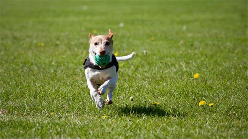 Ätherische Öle für Hunde: Was ist sicher und was gefährlich?